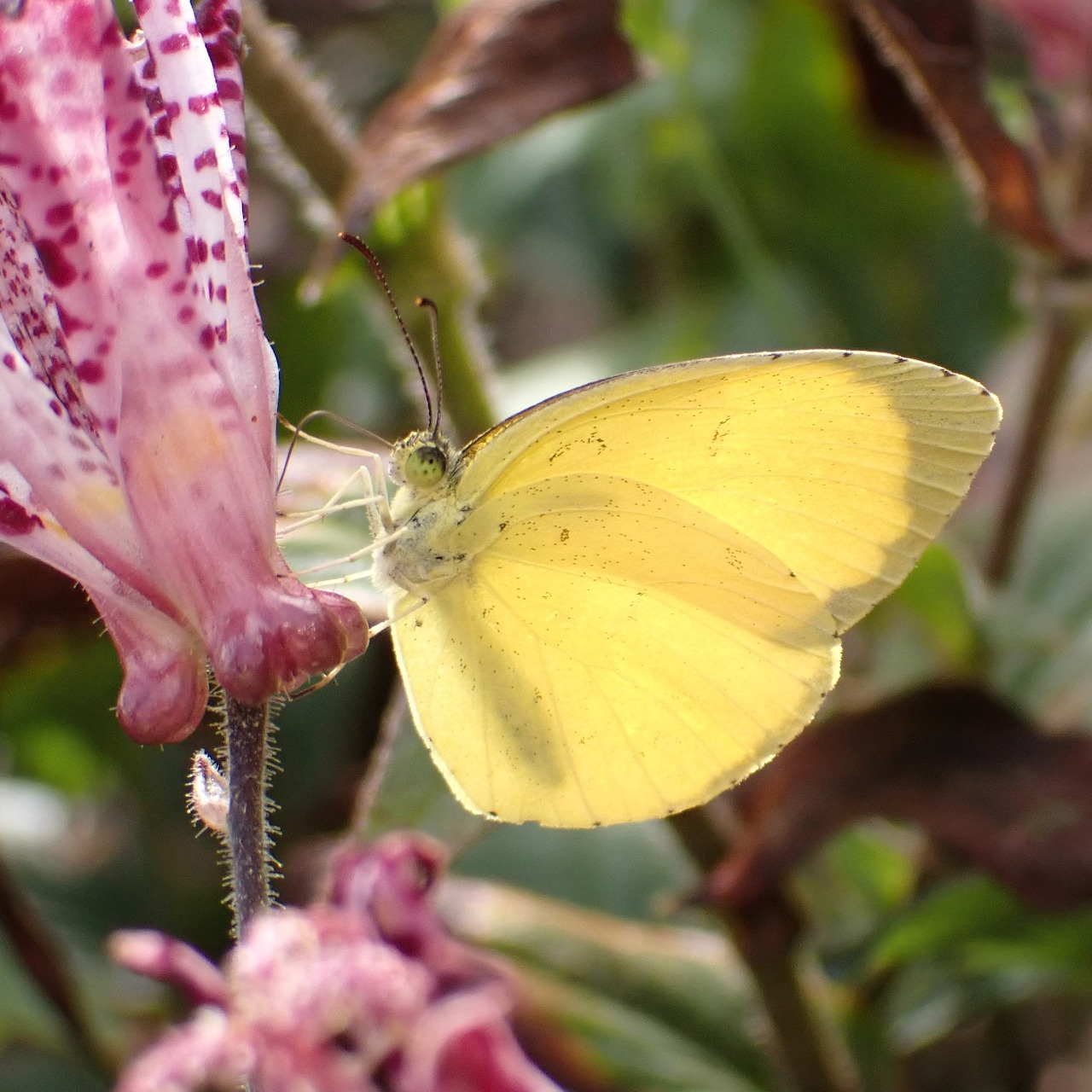 Yellow butterfly resting on a pink flower in a garden close-up