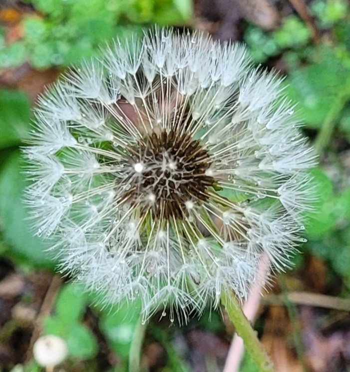 Close-up photo of a spring flower with soft petals and green leaves