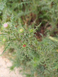 Red ladybug on a spiky thistle plant with small buds and green foliage