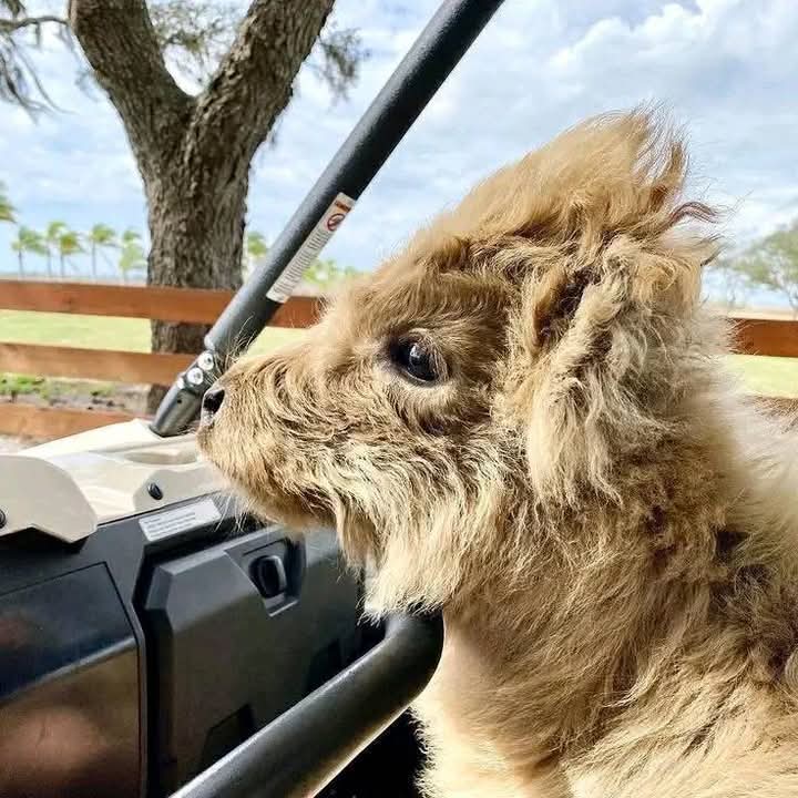 Close-up of a camel's head with fluffy tan fur inside a vehicle, blue sky and trees visible in background