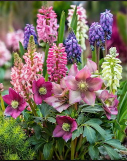 Colorful spring garden with pink hellebores, lupins, purple grape hyacinths, and green foliage