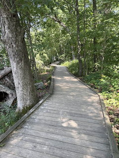 Wooden Boardwalk Through Forest