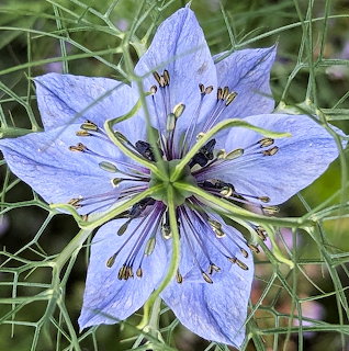 Blue Nigella Flower