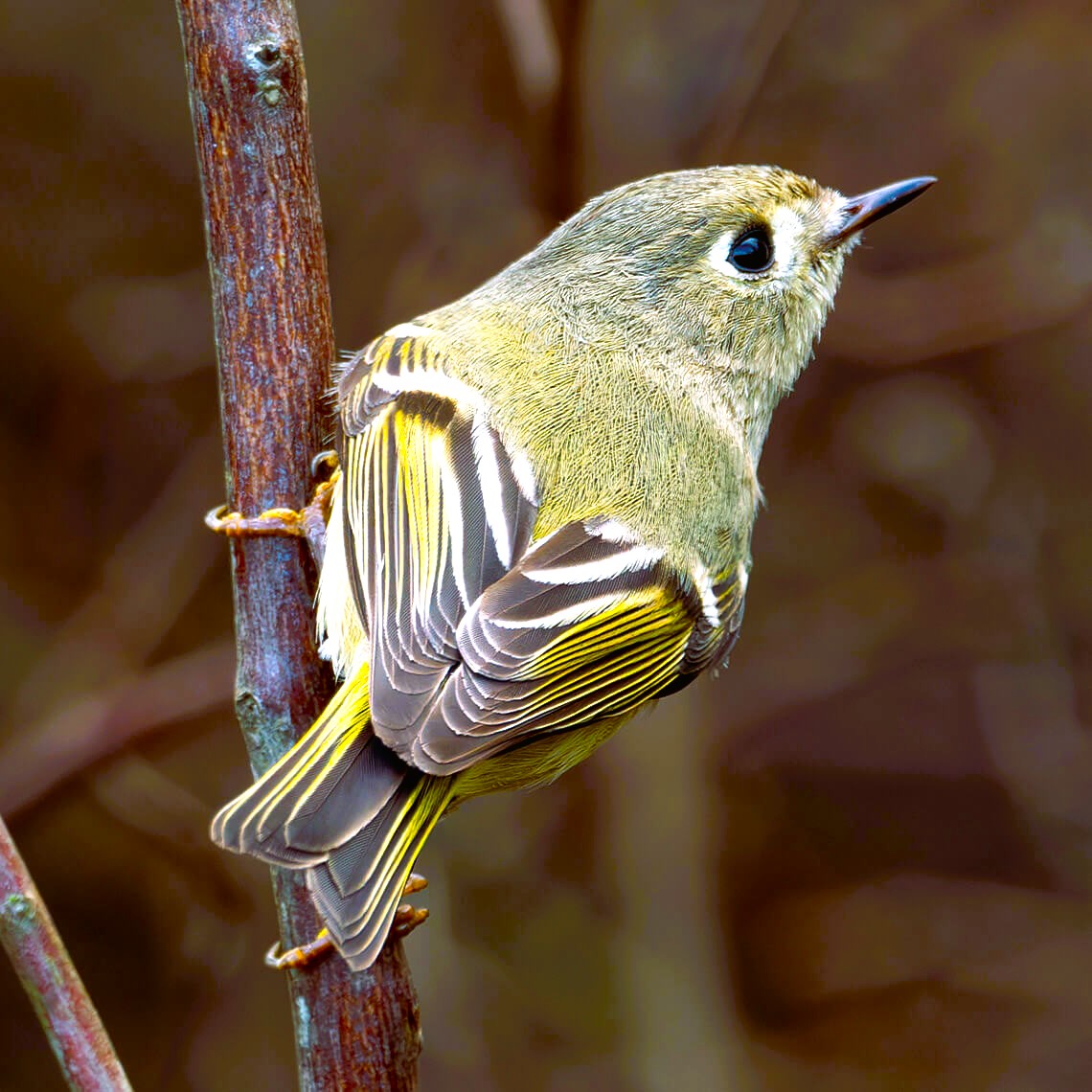 Ruby Crowned Kinglet