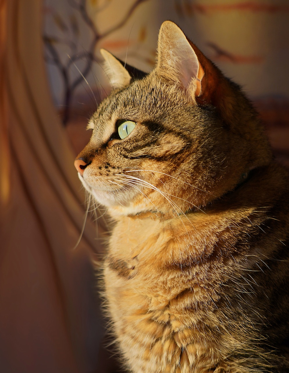 Brown tabby cat in profile gazing upward, warm lighting highlighting striped fur pattern and green eyes