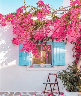 Pink bougainvillea around a blue-shuttered window on a white wall with a wooden chair