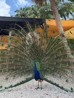 Peacock with fully fanned tail standing outdoors on sandy ground near palm trees