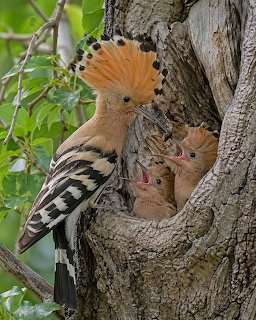 Hoopoe bird feeding chicks in a tree cavity nest