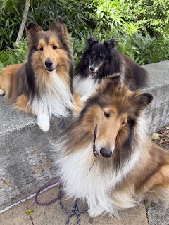 Three Shetland Sheepdogs lying on a concrete surface with green bushes behind them