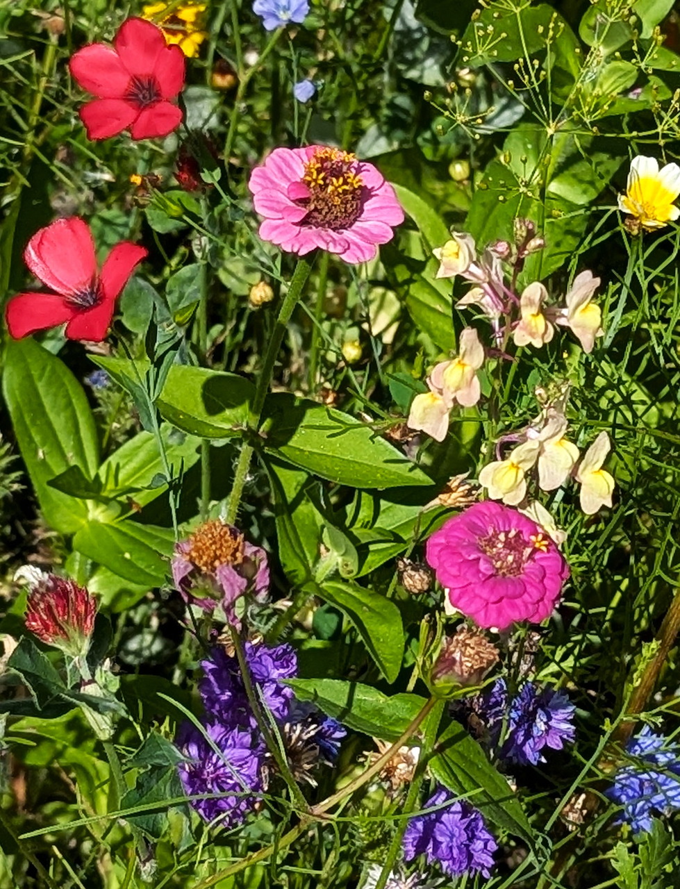Colorful garden with pink zinnias, red flowers, purple cornflowers, and green leaves in sunlight