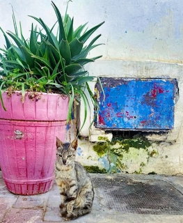 Tabby cat next to pink flower pot and weathered blue wall