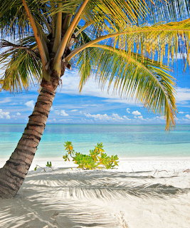 Tropical Palm Beach