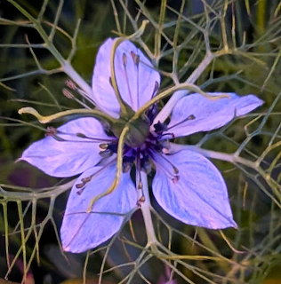 Nigella Blue Flower