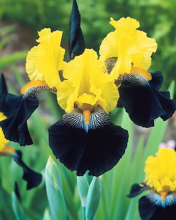 Black and yellow bearded iris flower with ruffled petals bloming in a garden