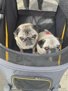 Two pugs sitting side by side inside a gray and yellow pet stroller
