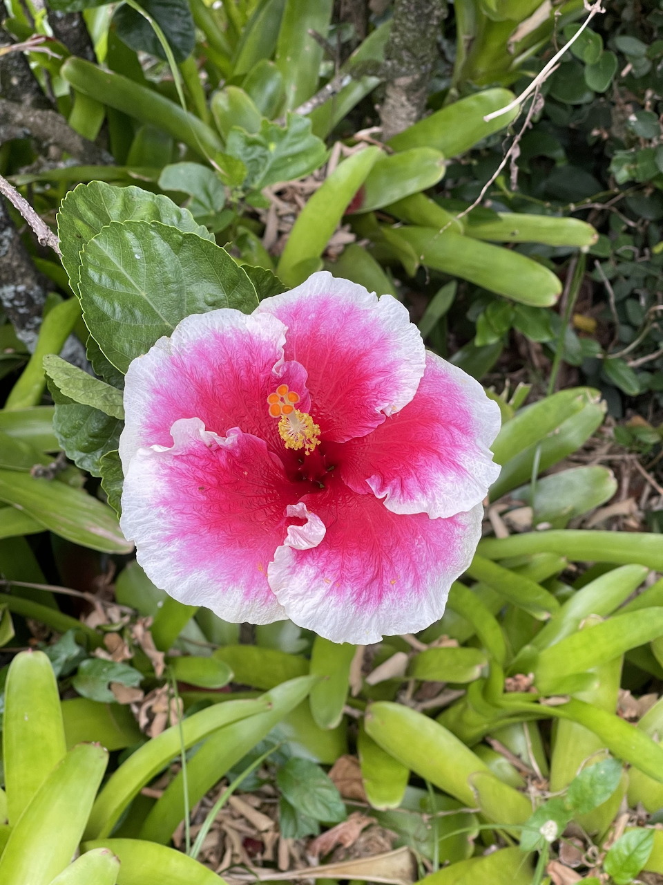 Pink and white hibiscus flower with yellow stamen center among green leaves