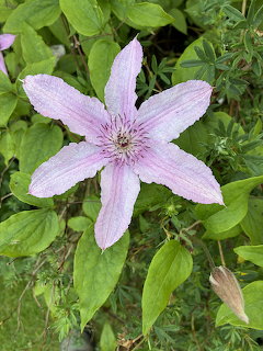 Pink clematis flower with purple stripes bloming among green leaves