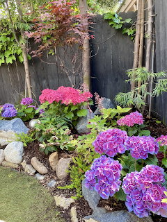 Pink and purple hydrangea flowers blooming in garden with rocks and fence