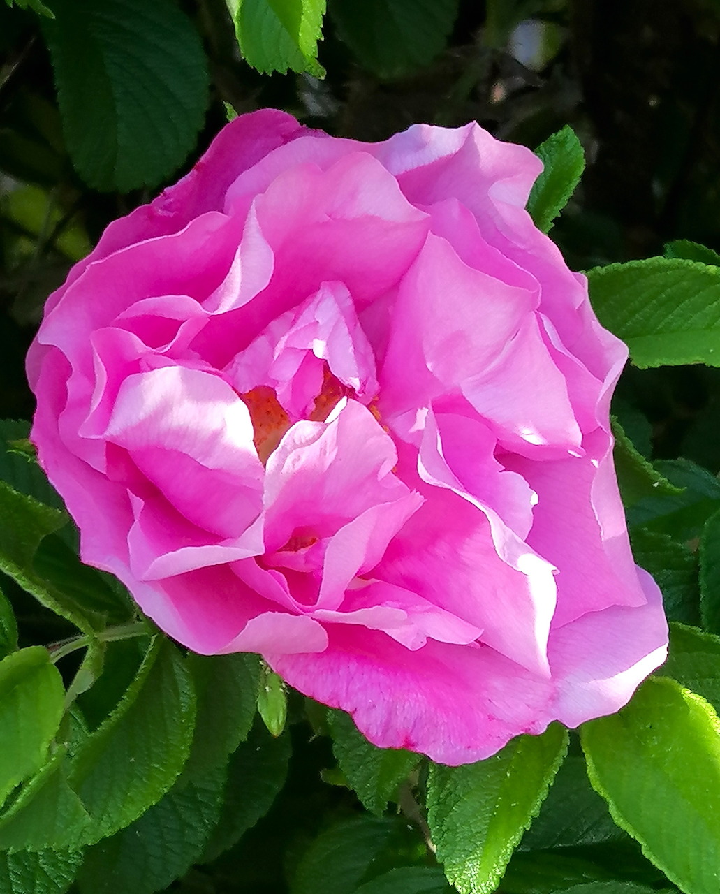 Close-up of a pink rugosa rose flower with green leaves