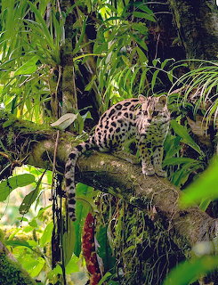 Ocelot in Tropical Forest