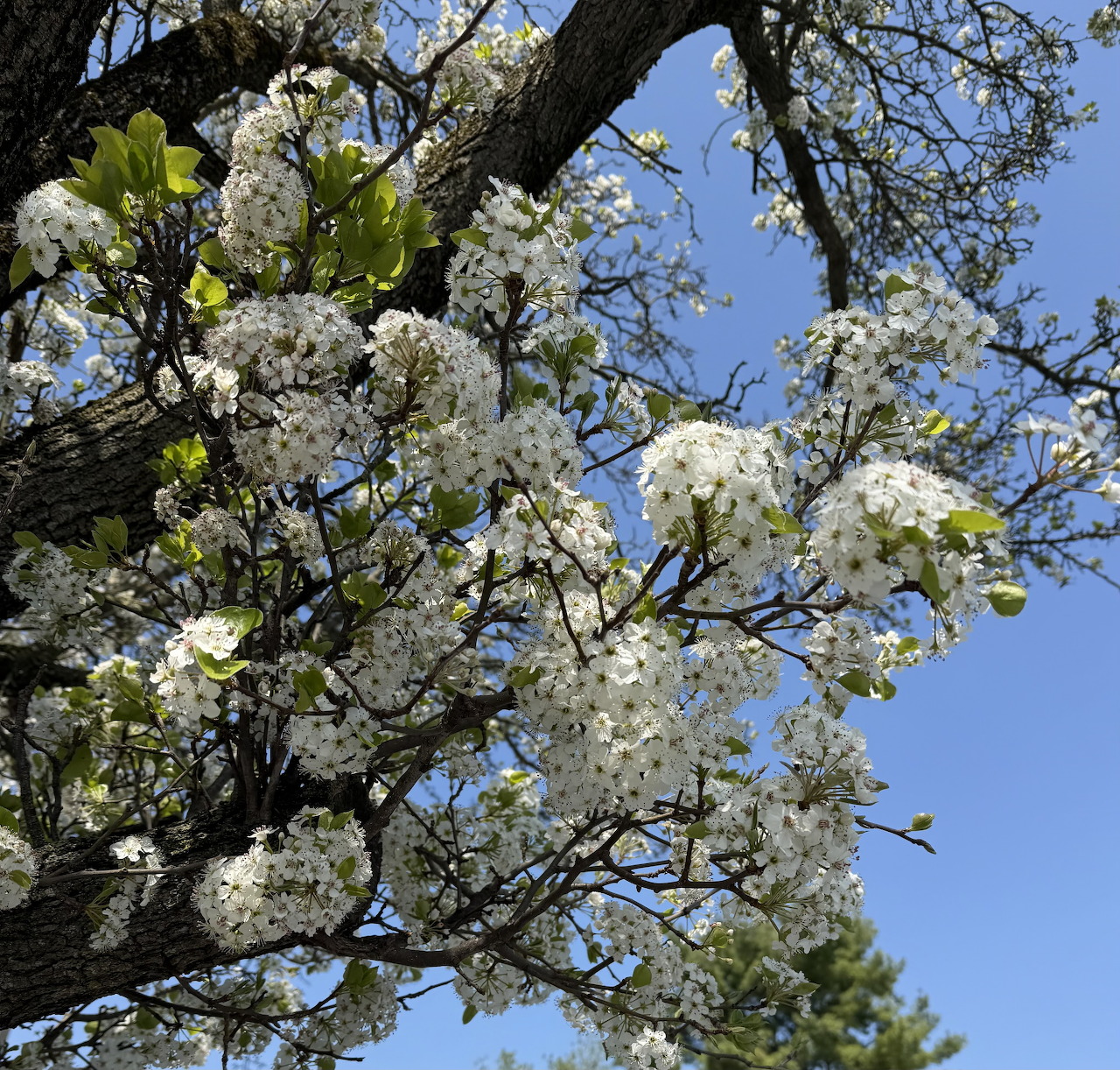 White Spring Blossoms