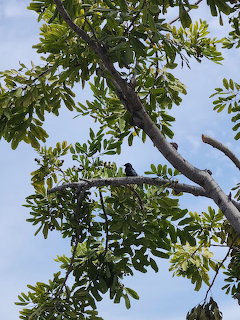 Bird silhouette perched on carrotwood tree branch against blue sky with green leaves