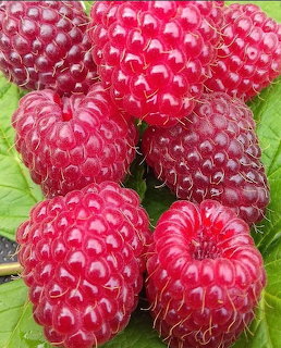 Close-up of ripe red raspberies with visible drupelets resting on green leaves