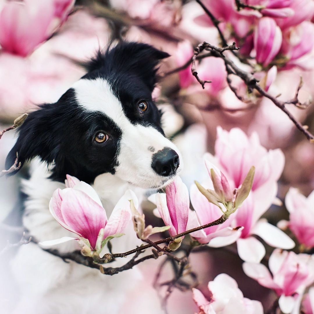 Black and white border collie framed by pink magnolia flowers