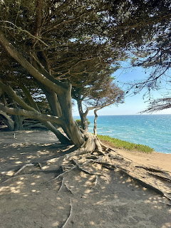Windswept tree with twisted trunk and exposed roots on a sandy bluff overlooking the ocean