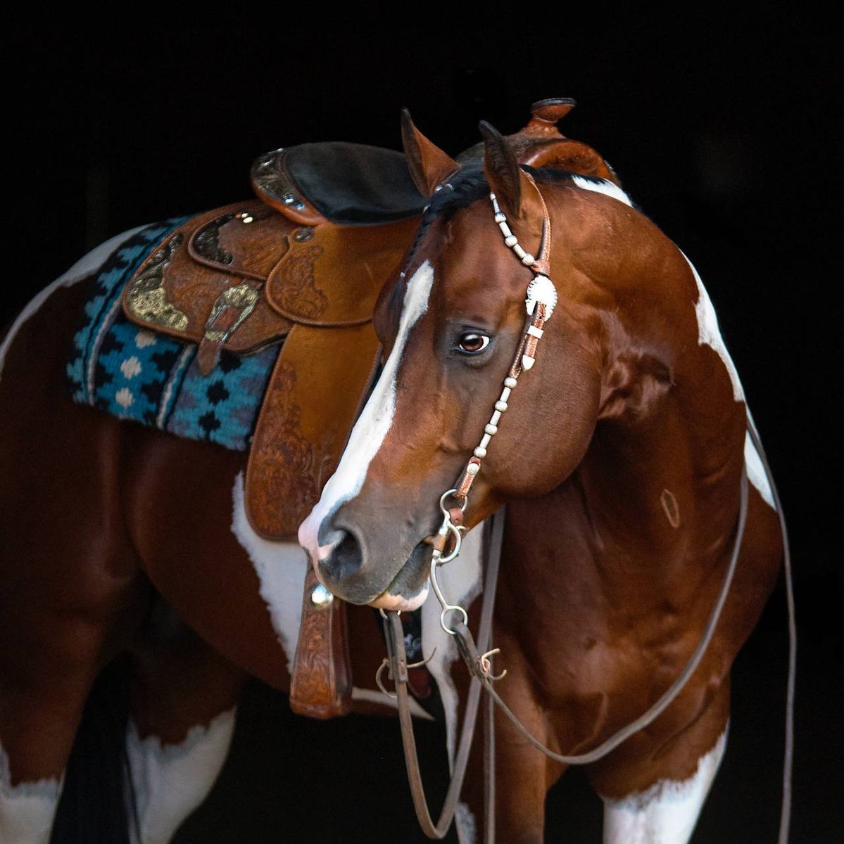 Brown and white pinto horse with saddle and bridle against a black background