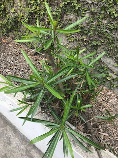 Green azalea plant with narrow elongated leaves on mulched ground