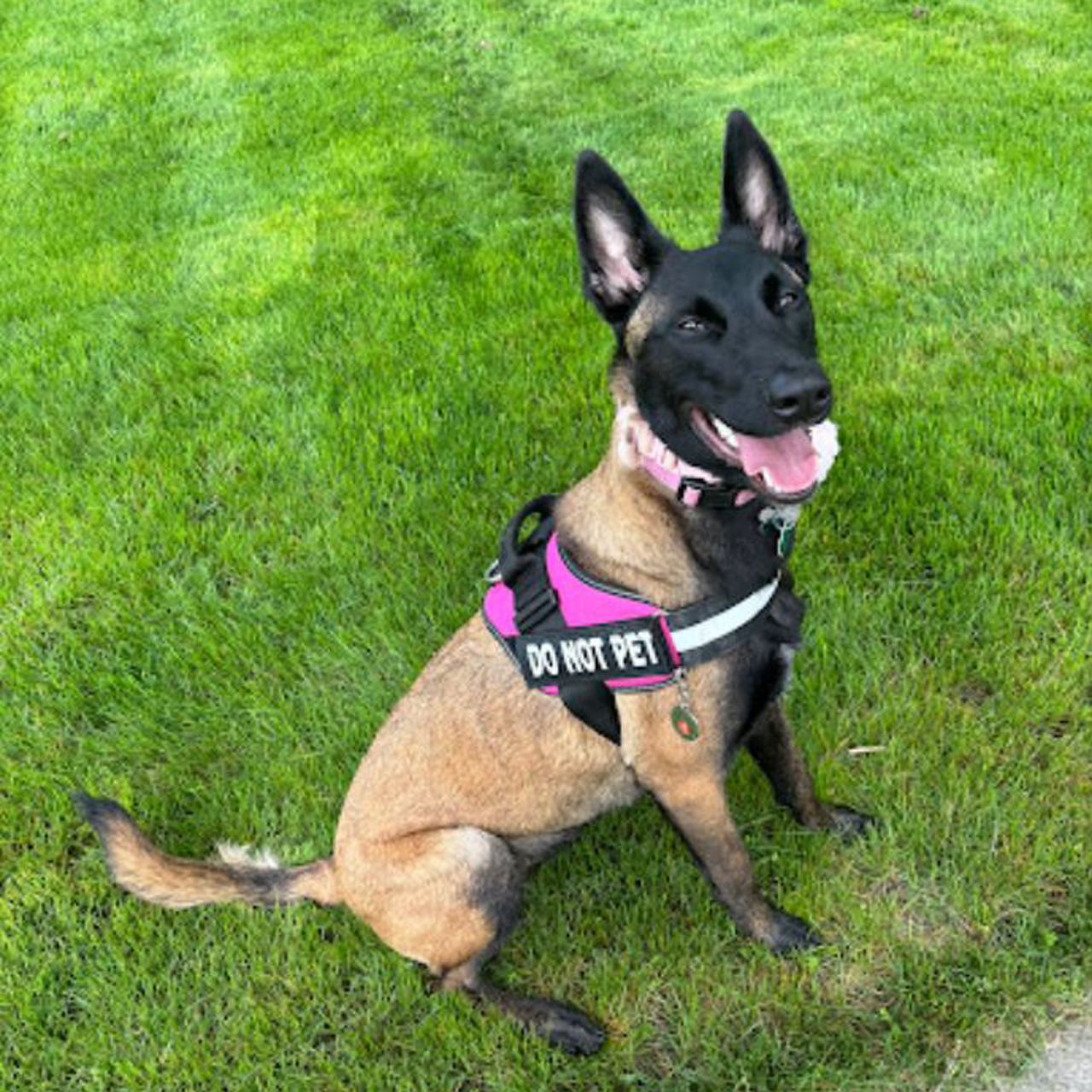 German Shepherd wearing pink harness with 'Do Not Pet' text sitting on grass
