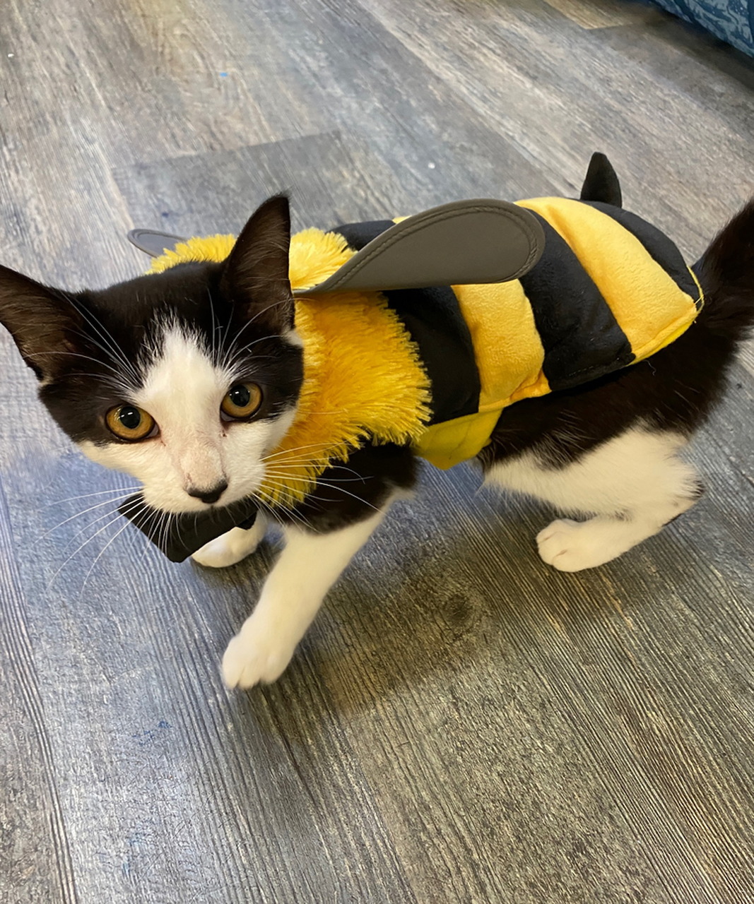 Black and white cat in a yellow bee costume standing on a gray floor