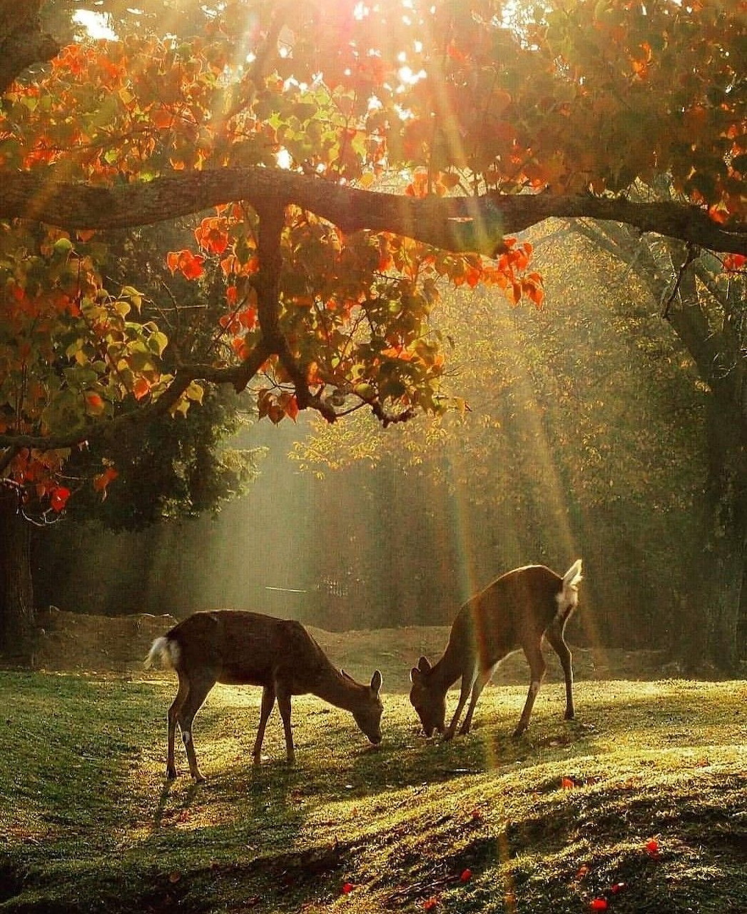 Terrestrial outdoor nature scene with earthy tones