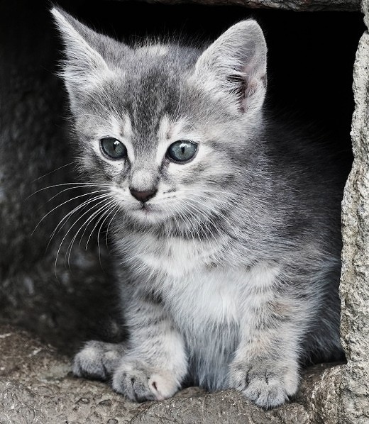 Cat Portrait