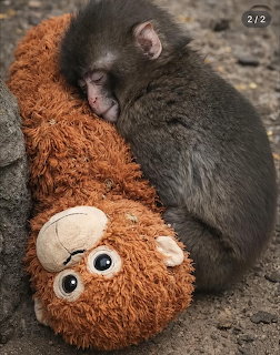 Baby monkey sleeping while hugging a brown stuffed toy on rocky ground