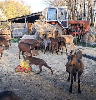 Goats and Tractor