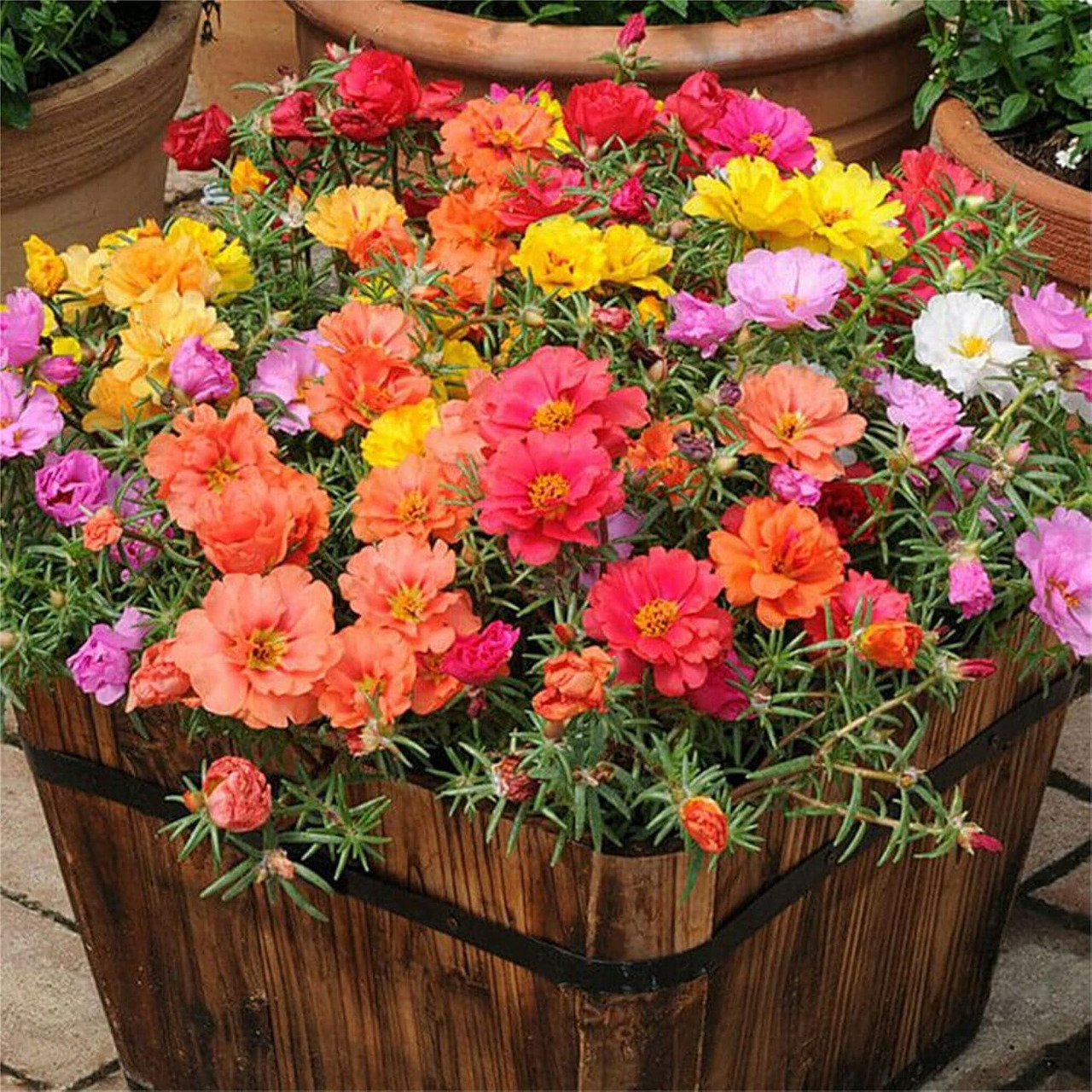 Portulaca Flowers
