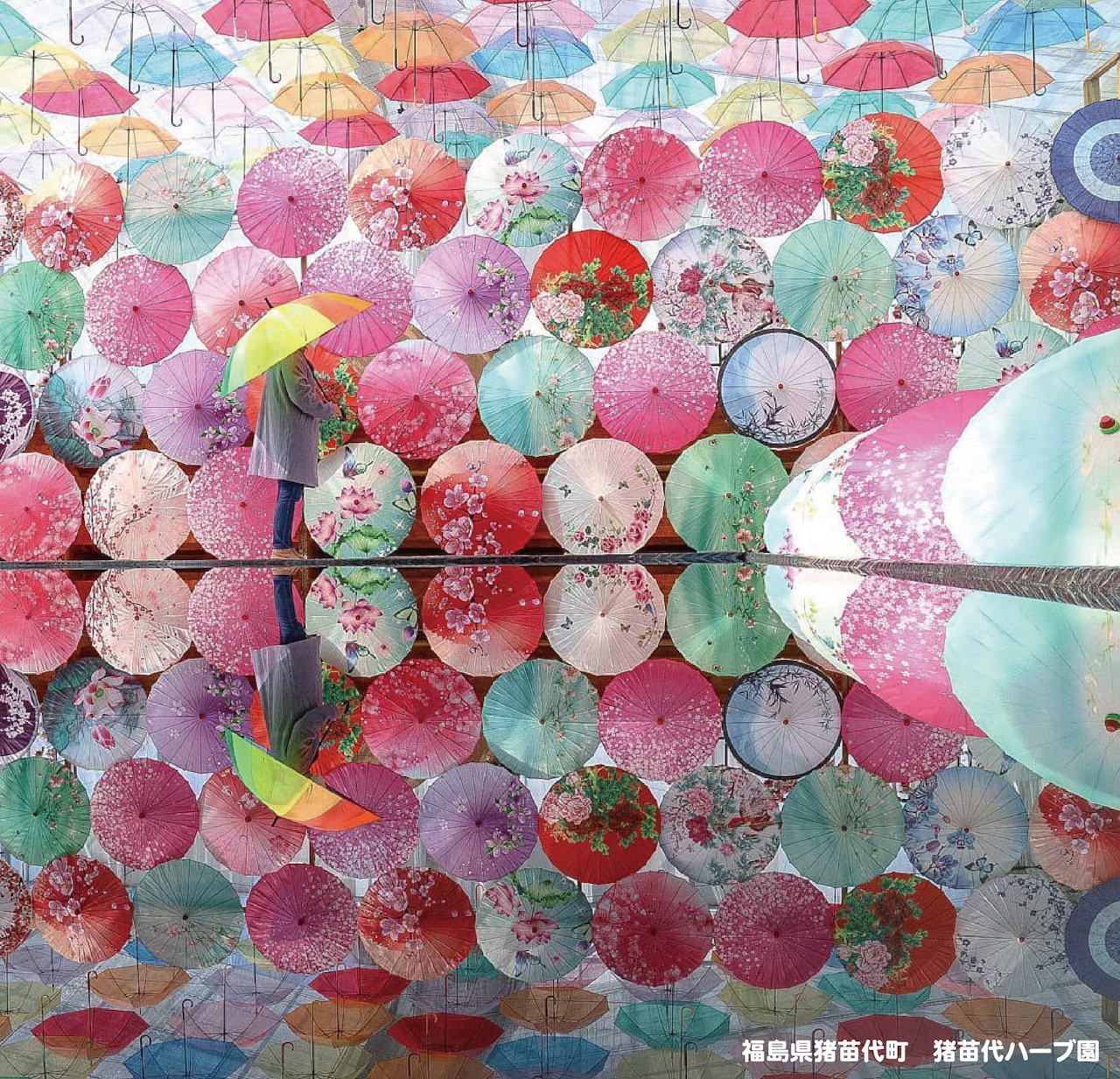 Japanese Umbrellas
