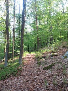 Sunlit forest path through green deciduous trees with leaf-covered ground in spring