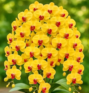 Bright yellow orchids with red centers in a dense flower cluster