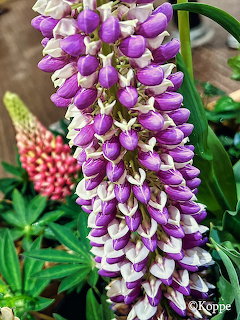 Purple Lupine Flowers