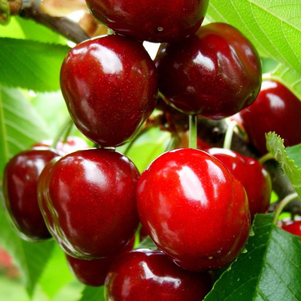 Cluster of shiny ripe red cherries on branch with green leaves