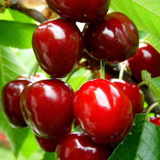 Ripe Red Cherries on Branch