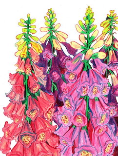 Colorful pen and watercolor illustration of foxglove flowers in pink, red, and purple shades
