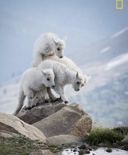 Baby Mountain Goats