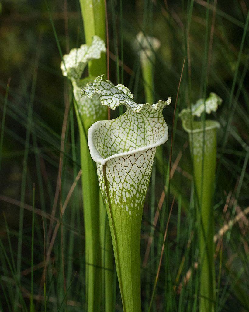 White pitcher plant Sarracenia leucophylla with red-veined white hooded tubes