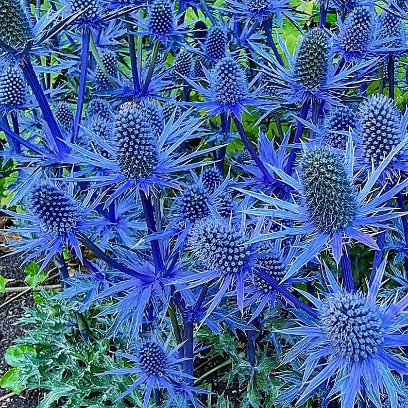 Close-up of bright blue thistle flowers with spiky petals and cone-shaped centers