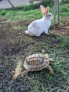 White rabbit and tortoise on grass and dirt outdoors