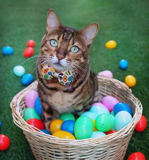 Tabby cat wearing colorful collar sitting in basket of Easter eggs